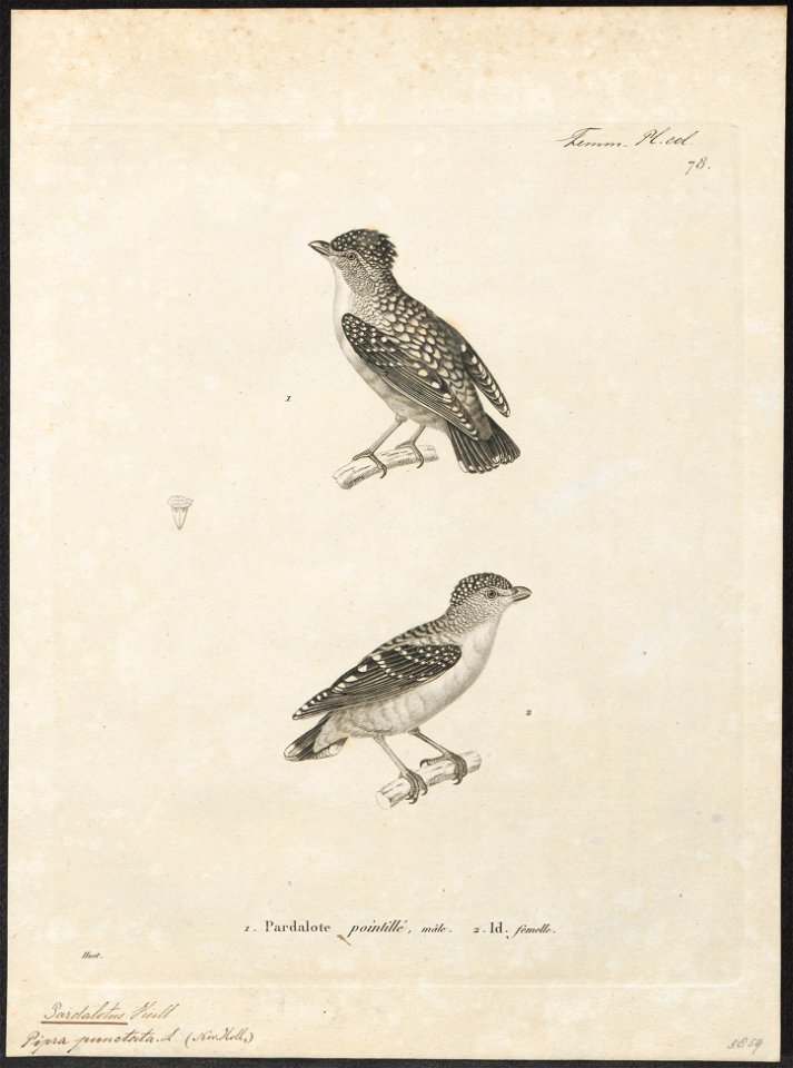 Pardalotus punctatus - 1700-1880 - Print - Iconographia Zoologica - Special Collections University of Amsterdam - UBA01 IZ16600327