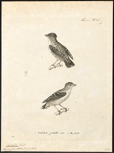 Pardalotus punctatus - 1700-1880 - Print - Iconographia Zoologica - Special Collections University of Amsterdam - UBA01 IZ16600327