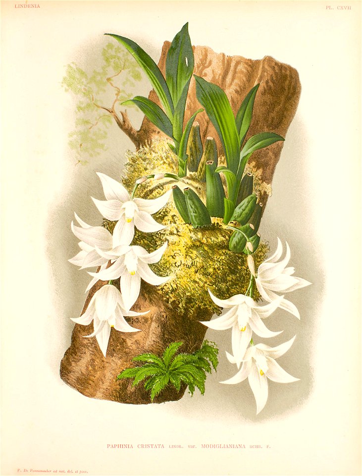 Paphinia cristata var modiglianiana pl117