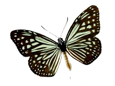 ParanticaAgleoides 14 1
