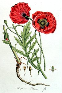 Papaver rhoeas — Flora Batava — Volume v4