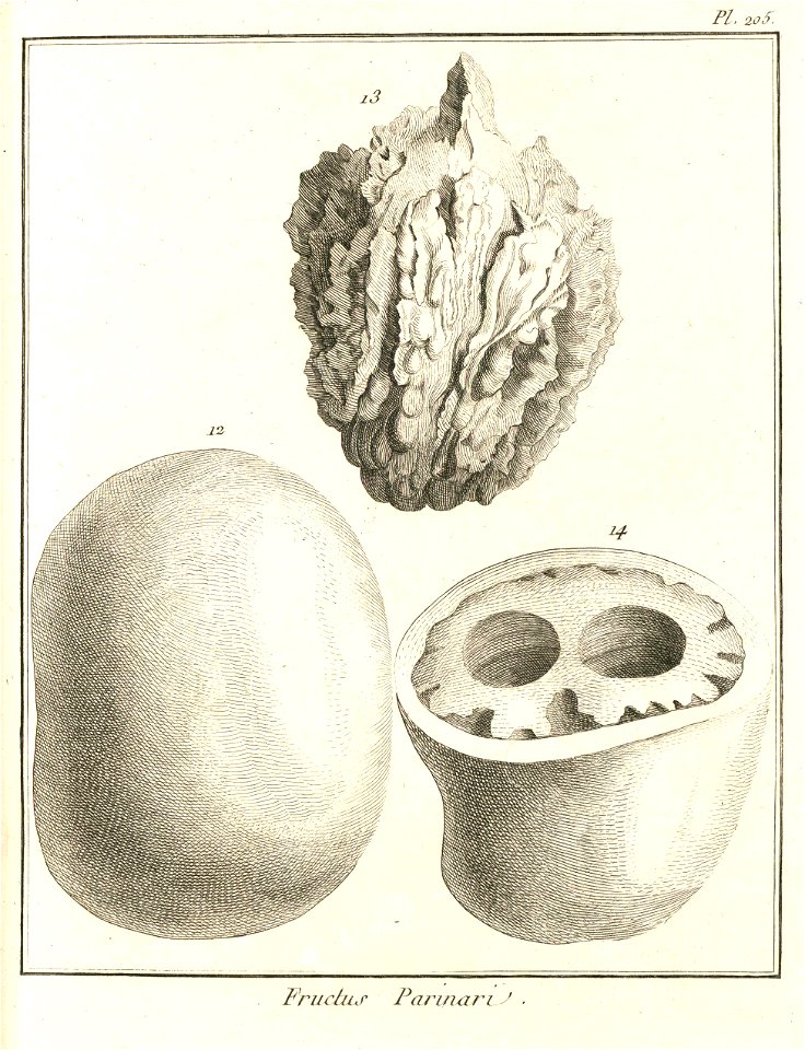 Parinari montana Aublet 1775 pl 205