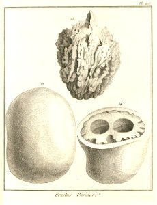 Parinari montana Aublet 1775 pl 205