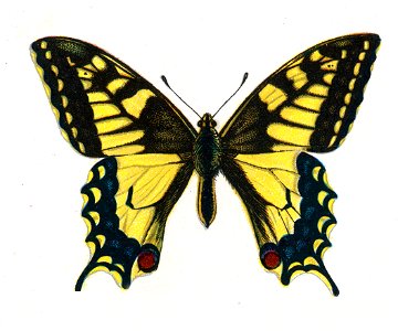 Papilio machaon by Nemos. Free illustration for personal and commercial use.