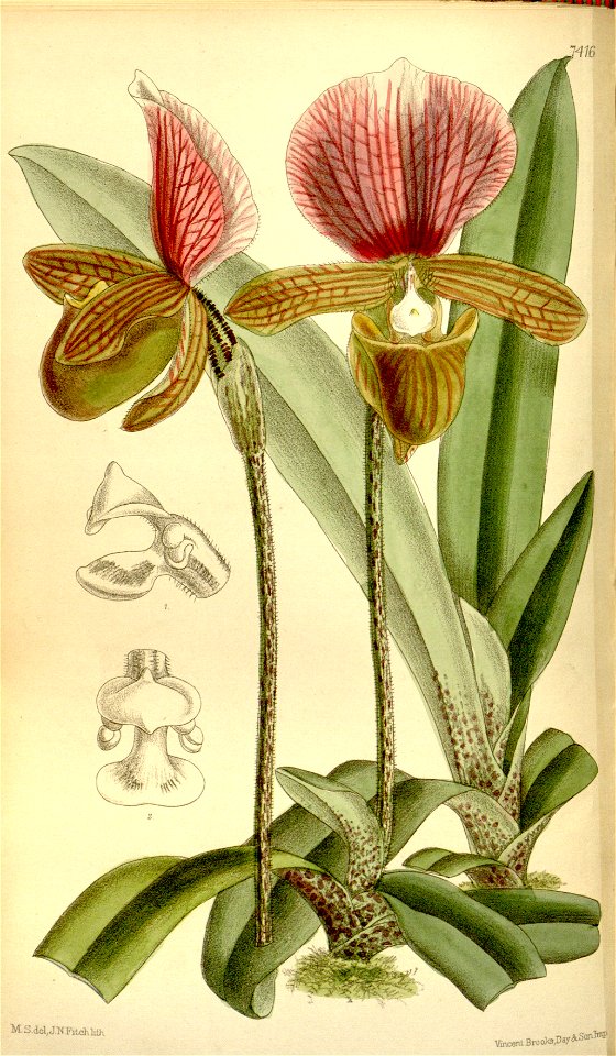 Paphiopedilum charlesworthii (as Cypripedium charlesworthii) - Curtis' 121 (Ser. 3 no. 51) pl. 7416 (1895)
