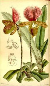 Paphiopedilum charlesworthii (as Cypripedium charlesworthii) - Curtis' 121 (Ser. 3 no. 51) pl. 7416 (1895). Free illustration for personal and commercial use.