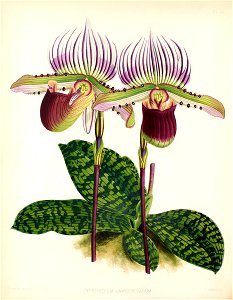 Paphiopedilum lawrenceanum