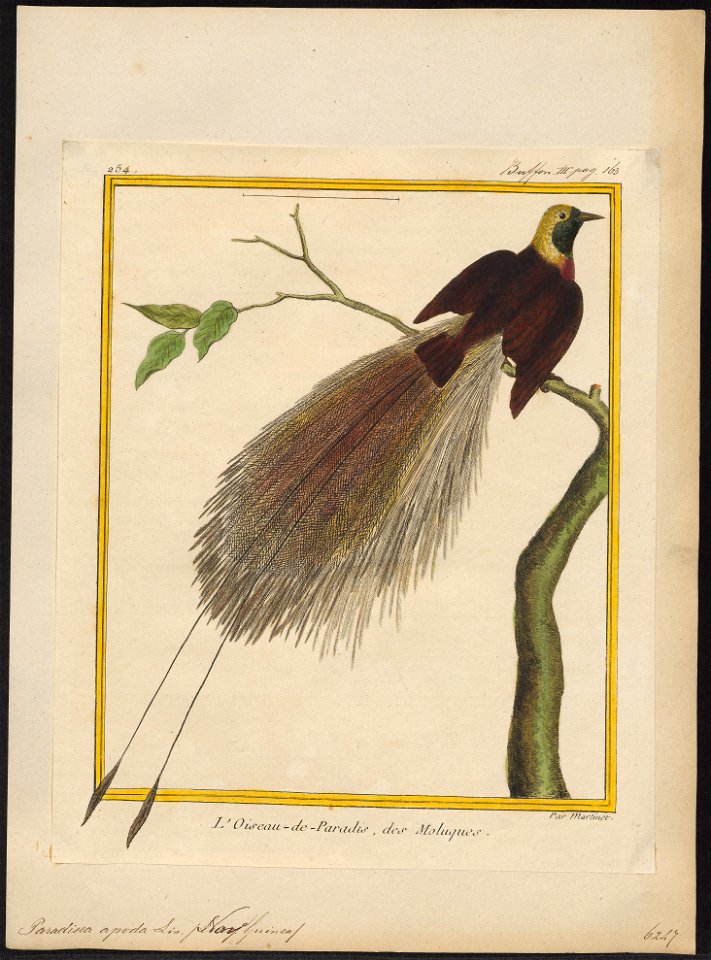 Paradisea apoda - 1700-1880 - Print - Iconographia Zoologica - Special Collections University of Amsterdam - UBA01 IZ15700107