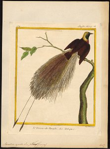 Paradisea apoda - 1700-1880 - Print - Iconographia Zoologica - Special Collections University of Amsterdam - UBA01 IZ15700107