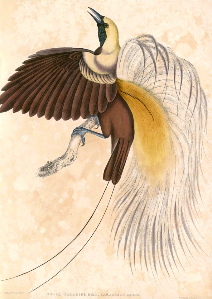 Paradisaea minor Hardwicke
