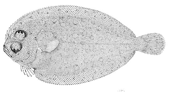 Parabothus chlorospilus