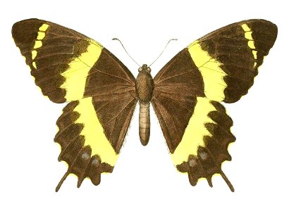 Papilio garamas abderus (1 - dorsal view)