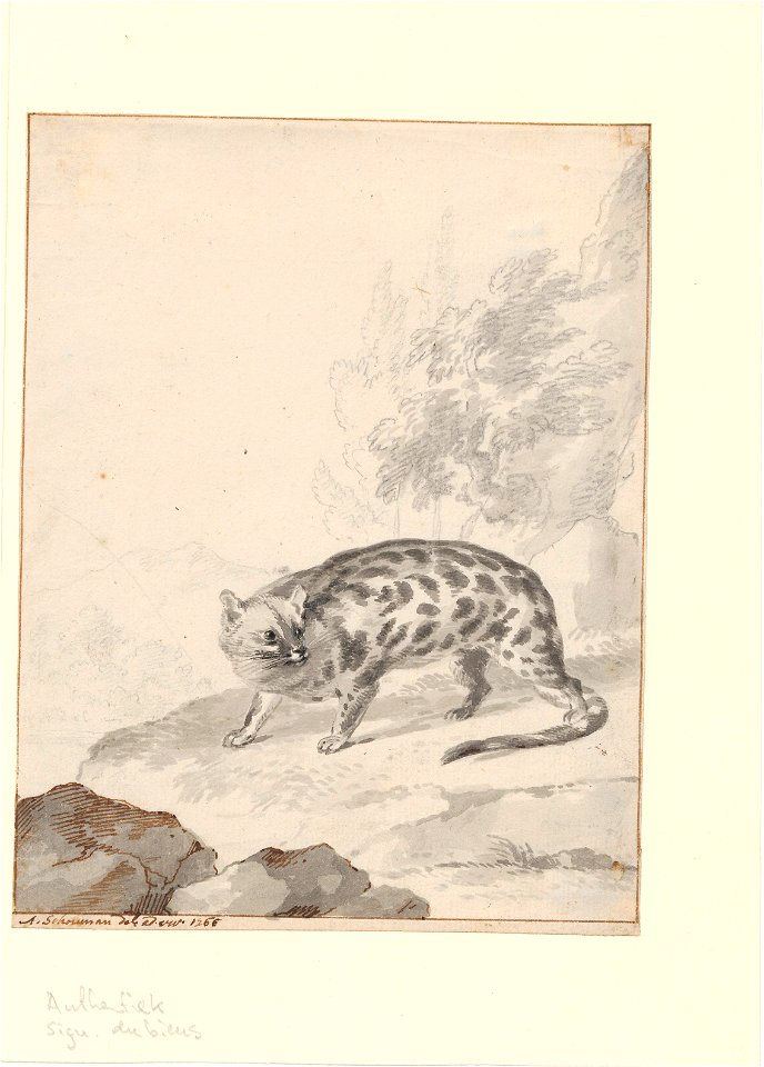 Paradoxurus hermaphroditus - 1766 - Print - Iconographia Zoologica - Special Collections University of Amsterdam - UBA01 IZA1000706