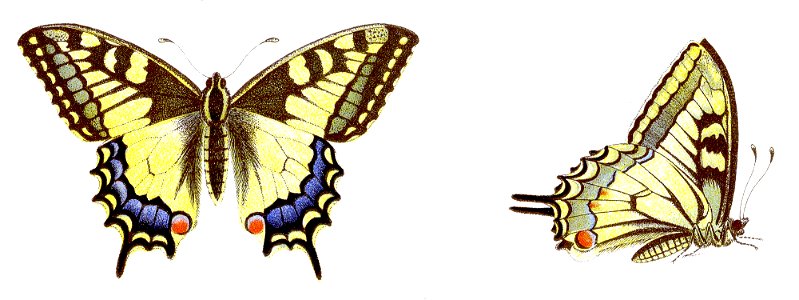Papilio machaon Schwalbenschwanz