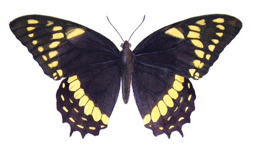 Papilio menatius syndemis - Castelnau
