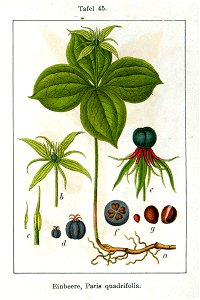 Paris quadrifolia Sturm45