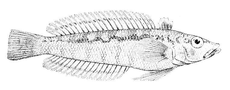 Parapercis haackei