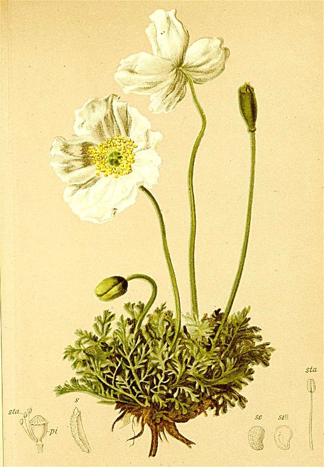Papaver alpinum Atlas Alpenflora