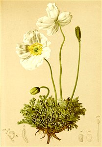 Papaver alpinum Atlas Alpenflora. Free illustration for personal and commercial use.