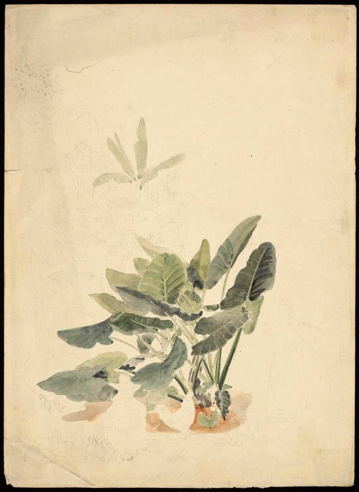 Papryus, 1855, watercolour by James Gay Sawkins