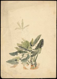 Papryus, 1855, watercolour by James Gay Sawkins