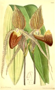 Paphiopedilum rothschildianum (as Cypripedium rothschildianum) - Curtis' 116 (Ser. 3 no. 46) pl. 7102 (1890). Free illustration for personal and commercial use.