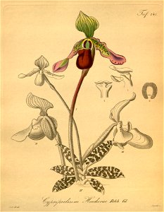 Paphiopedilum hookerae (as Cypripedium hookerae)-Xenia 2-141 (1874). Free illustration for personal and commercial use.