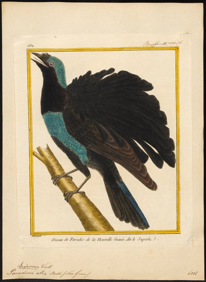 Paradisea atra - 1700-1880 - Print - Iconographia Zoologica - Special Collections University of Amsterdam - UBA01 IZ15700155