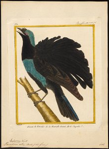 Paradisea atra - 1700-1880 - Print - Iconographia Zoologica - Special Collections University of Amsterdam - UBA01 IZ15700155