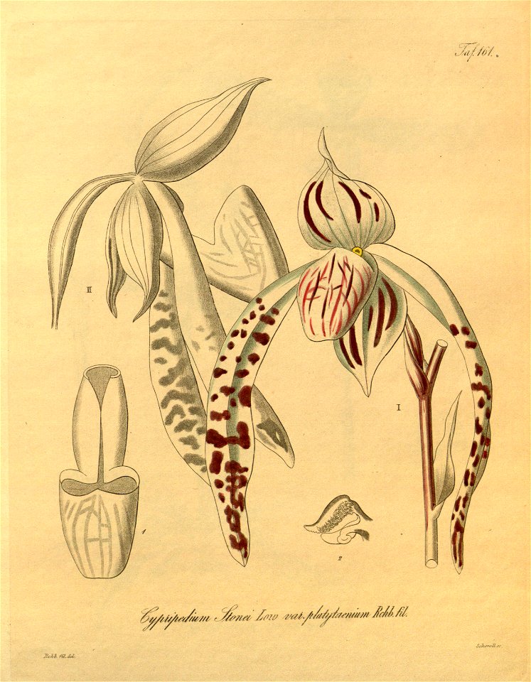 Paphiopedilum stonei (as Cypripedium stonei)-Xenia 2-161 (1874)