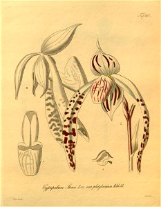 Paphiopedilum stonei (as Cypripedium stonei)-Xenia 2-161 (1874). Free illustration for personal and commercial use.