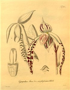 Paphiopedilum stonei (as Cypripedium stonei)-Xenia 2-161 (1874)