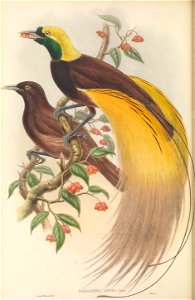 Paradisaea apoda - The Birds of New Guinea