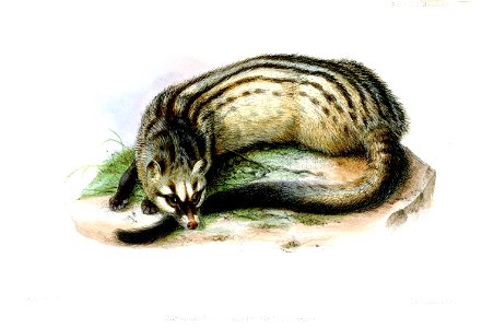 ParadoxurusQuadriscriptusWolf
