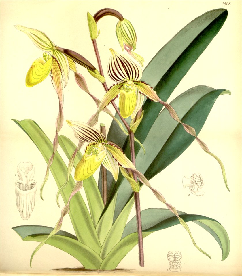 Paphiopedilum philippinense var. philippinense (as Cypripedium laevigatum) - Curtis' 91 (Ser. 3 no. 21) pl. 5508 (1865)