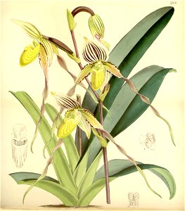 Paphiopedilum philippinense var. philippinense (as Cypripedium laevigatum) - Curtis' 91 (Ser. 3 no. 21) pl. 5508 (1865)