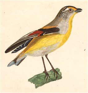 Pardalotus striatus 1838