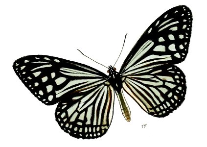 ParanticaAglea 13 1e