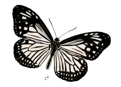 ParanticaMelanoleuca 12 2a