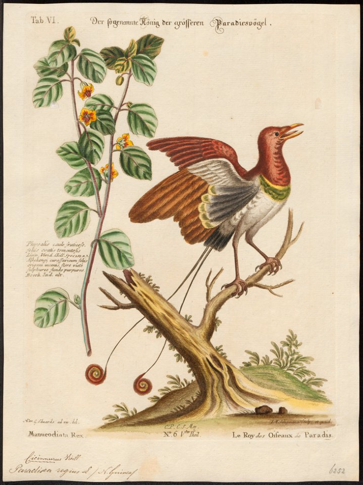 Paradisea regius - 1700-1880 - Print - Iconographia Zoologica - Special Collections University of Amsterdam - UBA01 IZ15700139