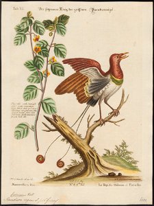 Paradisea regius - 1700-1880 - Print - Iconographia Zoologica - Special Collections University of Amsterdam - UBA01 IZ15700139
