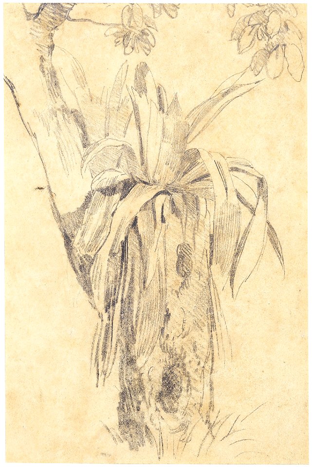 Parasitical Plant, da Coleção Brasiliana Iconográfica