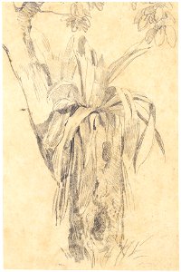 Parasitical Plant, da Coleção Brasiliana Iconográfica