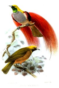 ParadiseaDecoraKeulemans