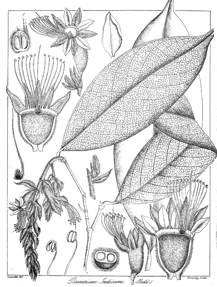 Parinarium indicum Govindoo