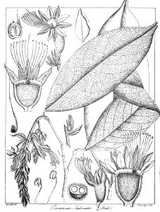 Parinarium indicum Govindoo