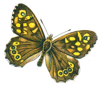Pararge egerides Nemos