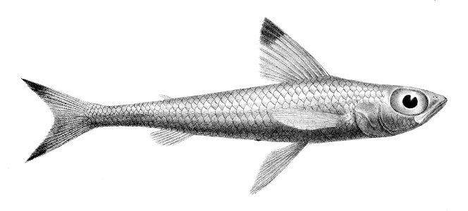 Paraulopus nigripinnis1