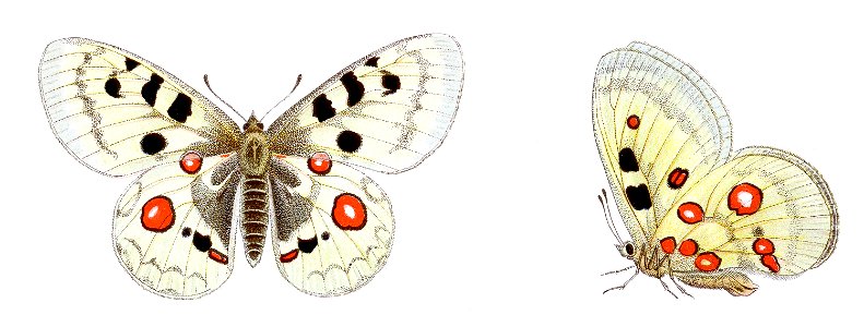Parnassius apollo - Roter Apollo. Free illustration for personal and commercial use.