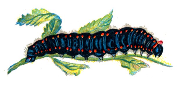 Parnassius apollo caterpillar by Nemos. Free illustration for personal and commercial use.